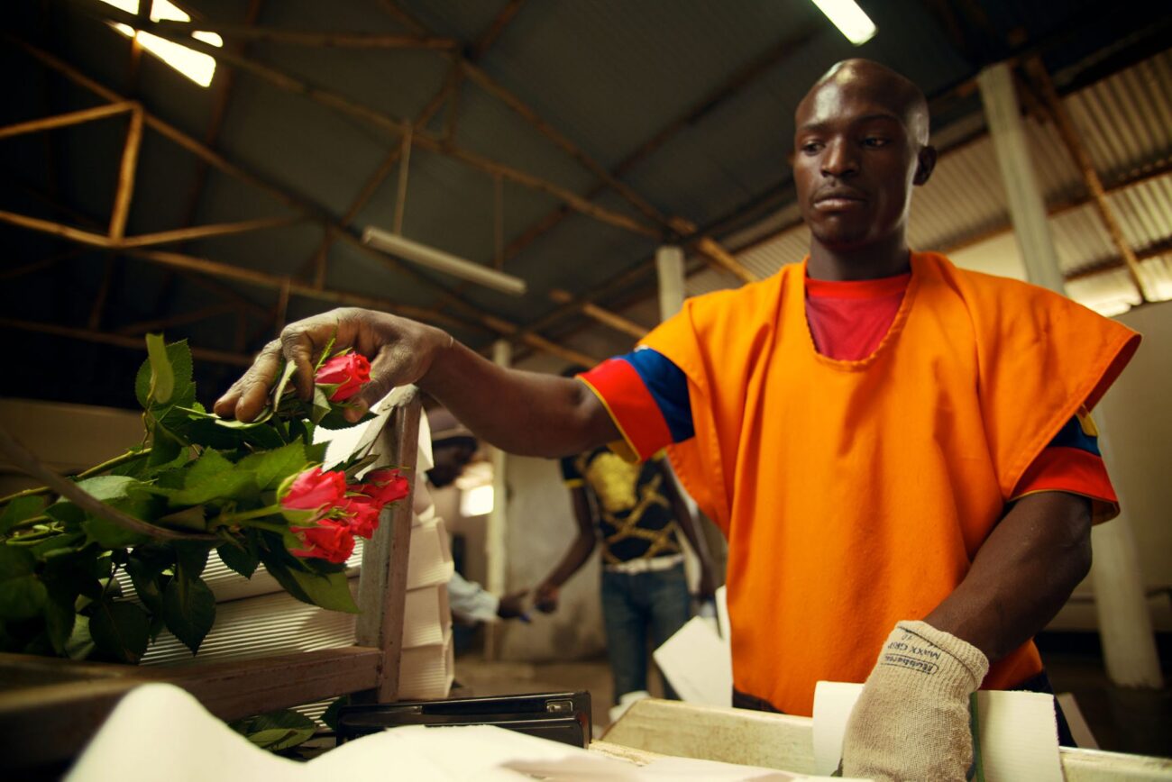 Ферма Baraka Roses (Кения)