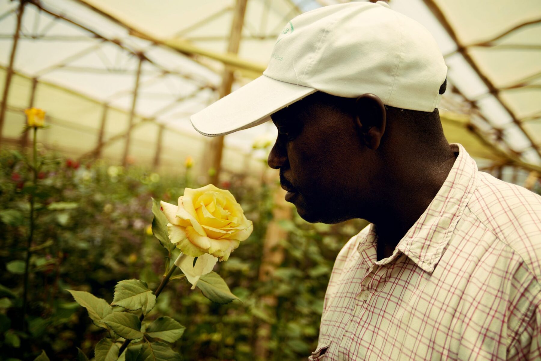 Ферма Baraka Roses (Кения)