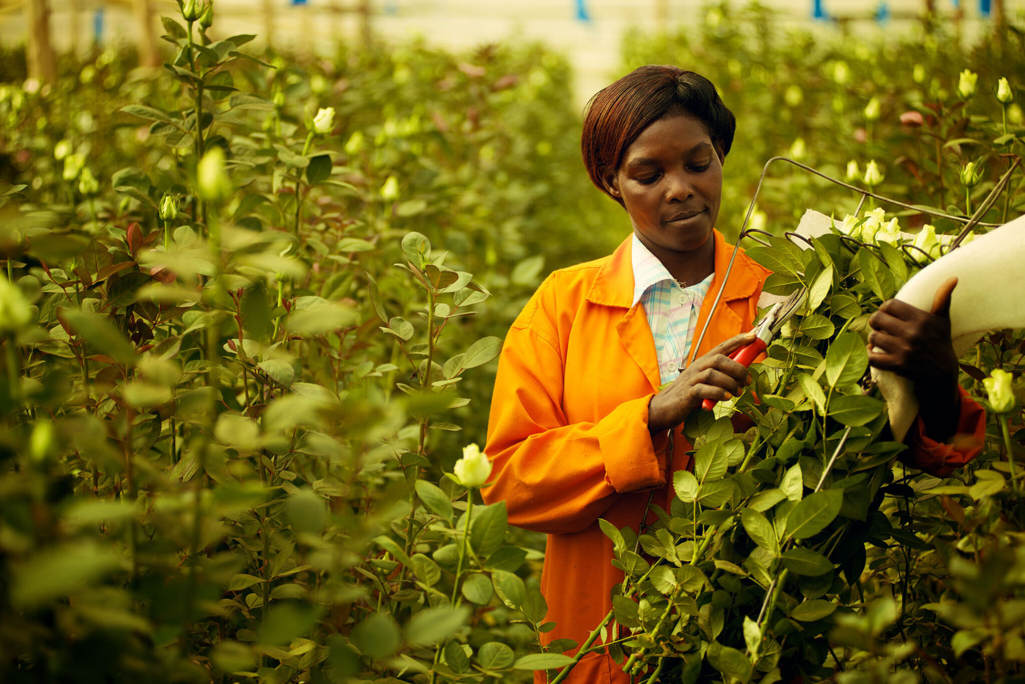 Ферма Baraka Roses (Кения)