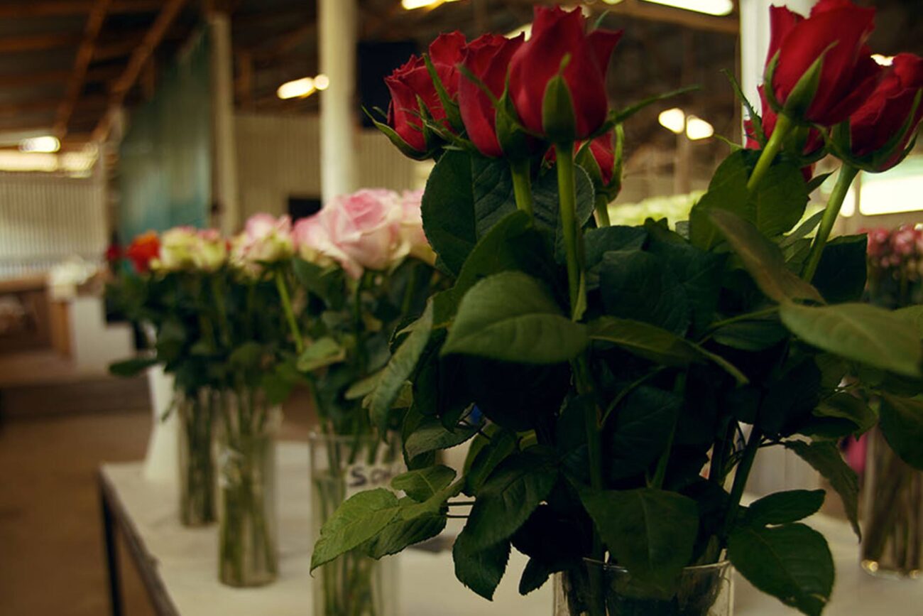 Ферма Baraka Roses (Кения)