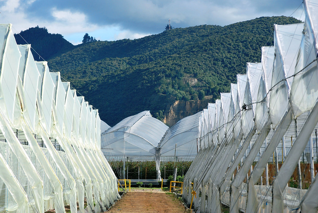 Ферма Benchmark Growers (Колумбия)