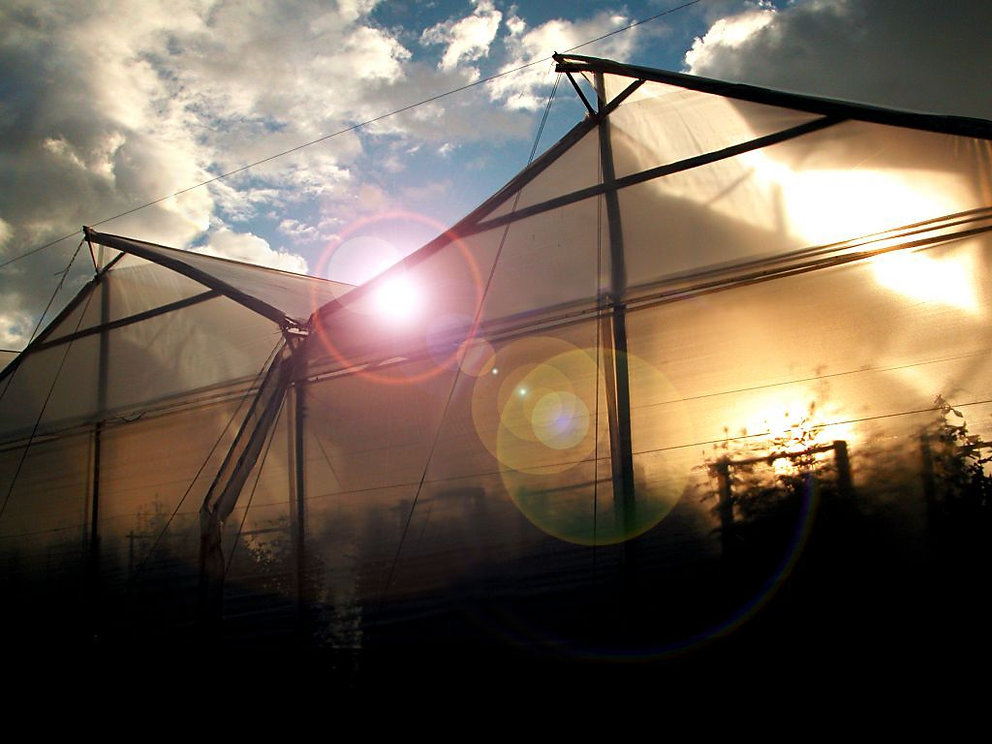 Ферма Benchmark Growers (Колумбия)