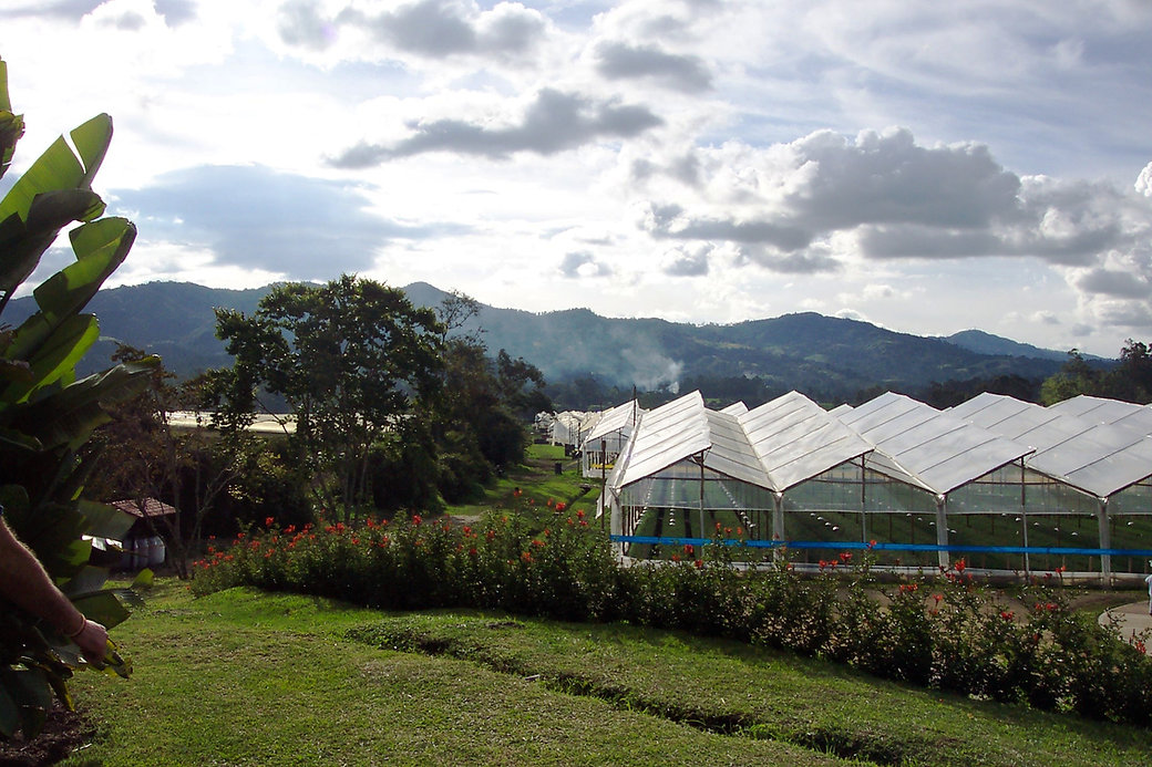 Ферма Benchmark Growers (Колумбия)