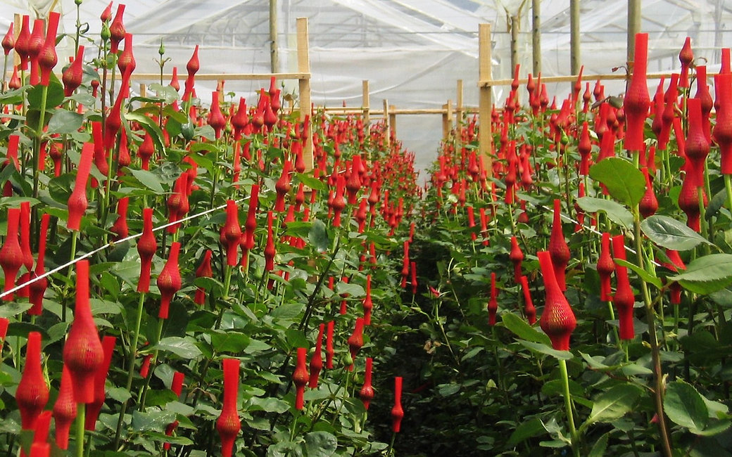 Ферма Benchmark Growers (Колумбия)