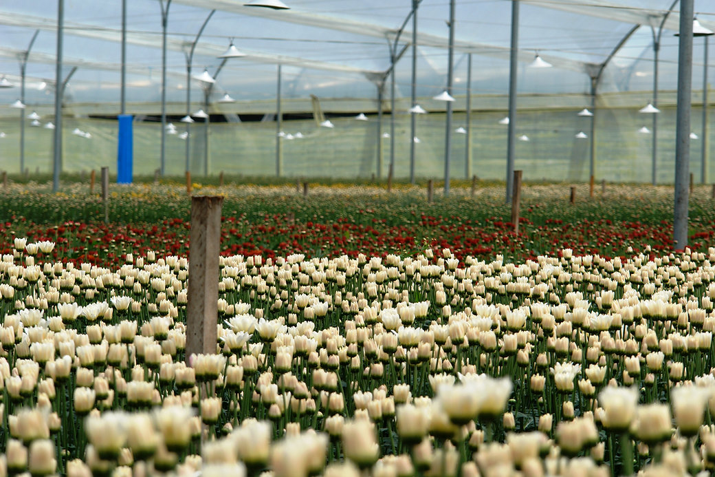 Ферма Benchmark Growers (Колумбия)