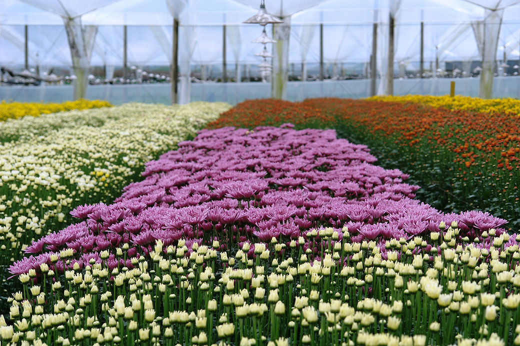 Ферма Benchmark Growers (Колумбия)