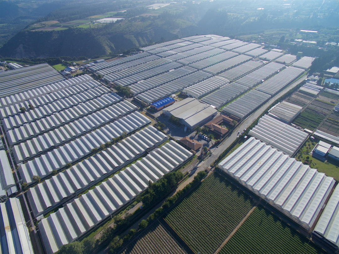 Esmeralda Farms (Эквадор, Колумбия)