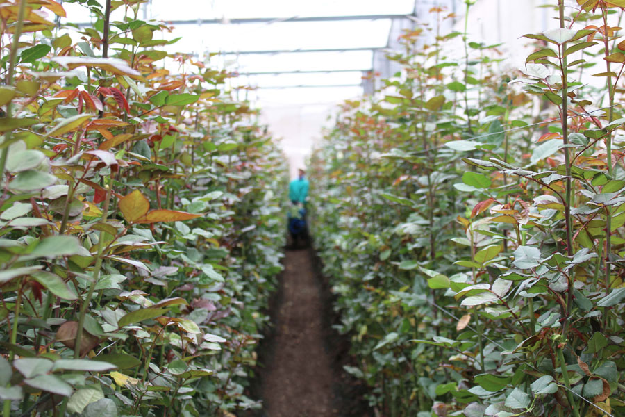 Esmeralda Farms (Эквадор, Колумбия)