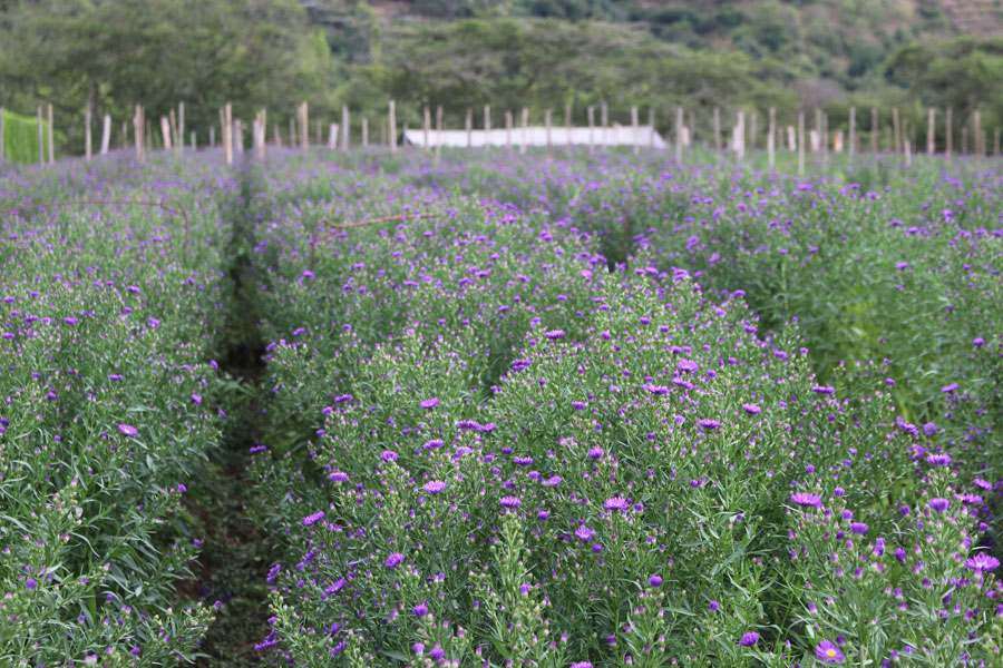 Esmeralda Farms (Эквадор, Колумбия)