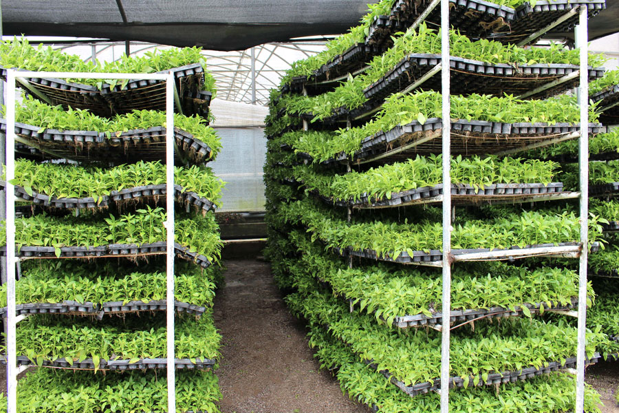 Esmeralda Farms (Эквадор, Колумбия)