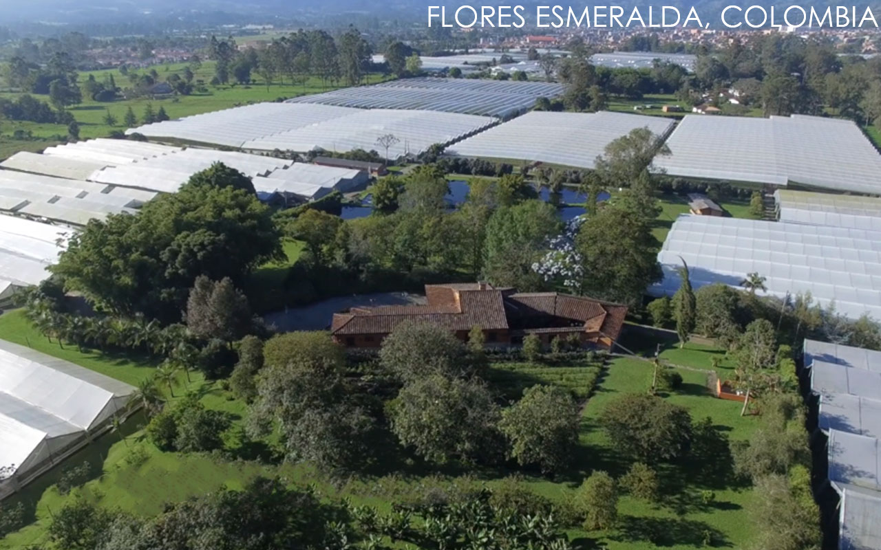 Esmeralda Farms (Эквадор, Колумбия)