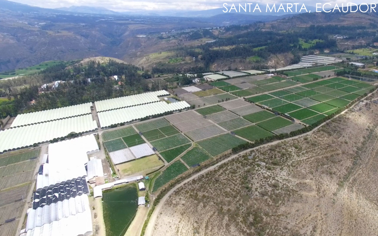 Esmeralda Farms (Эквадор, Колумбия)