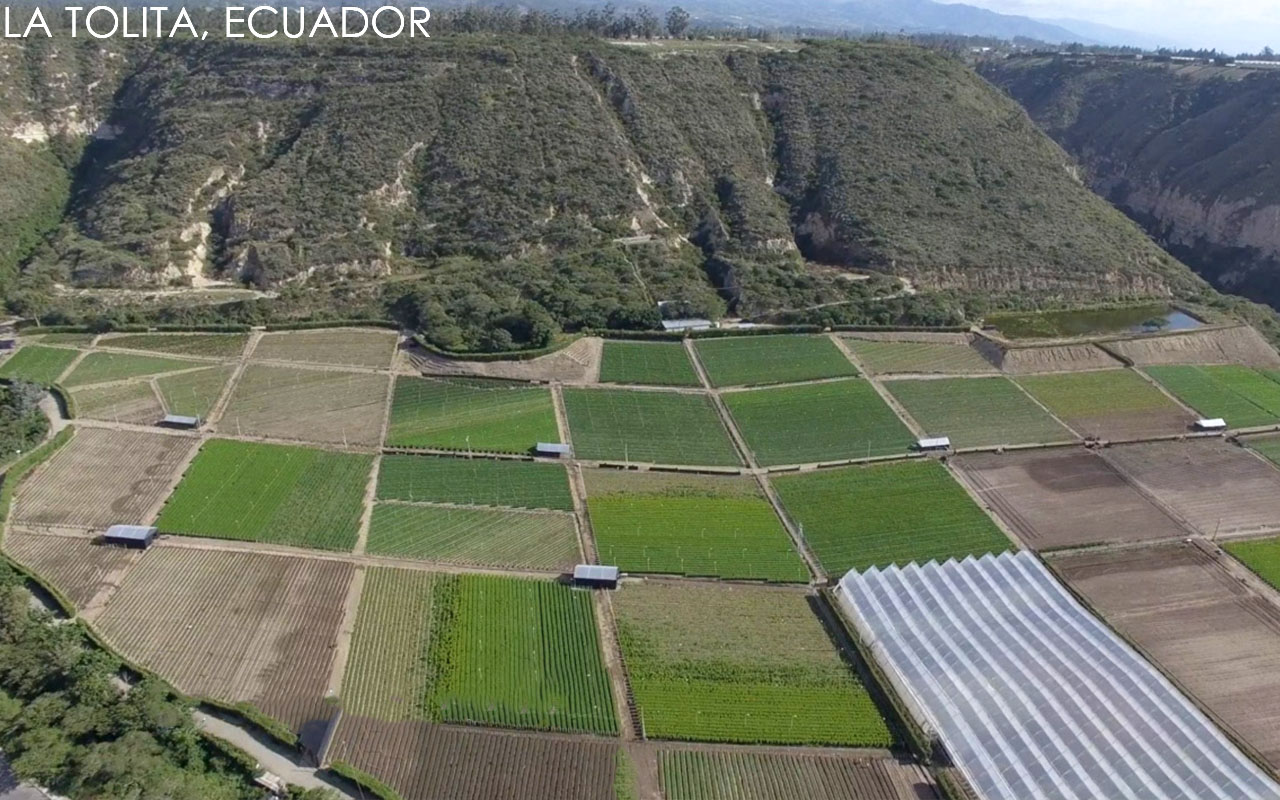 Esmeralda Farms (Эквадор, Колумбия)