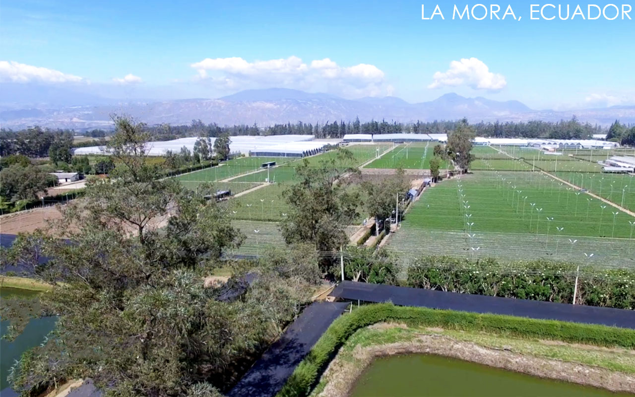 Esmeralda Farms (Эквадор, Колумбия)