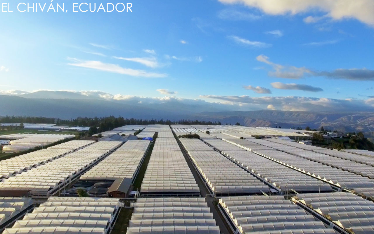 Esmeralda Farms (Эквадор, Колумбия)