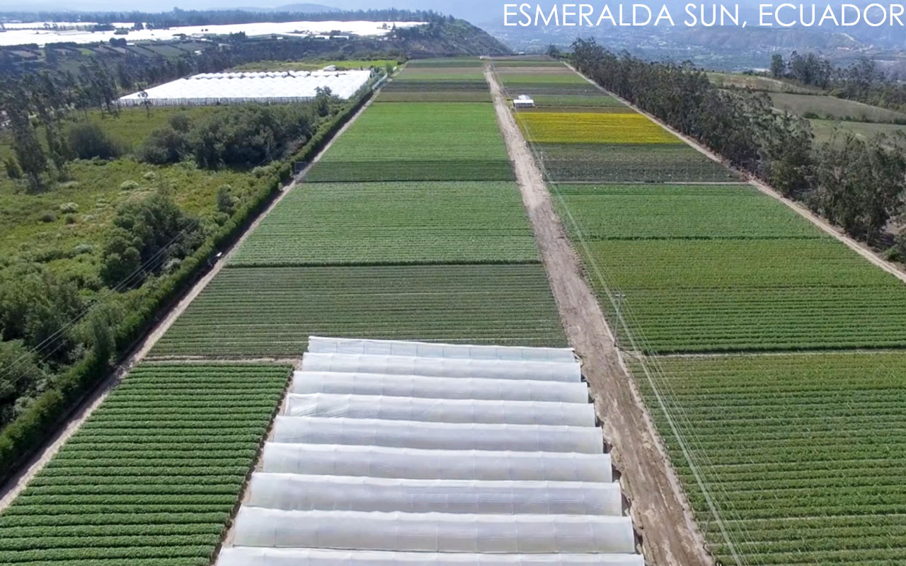 Esmeralda Farms (Эквадор, Колумбия)