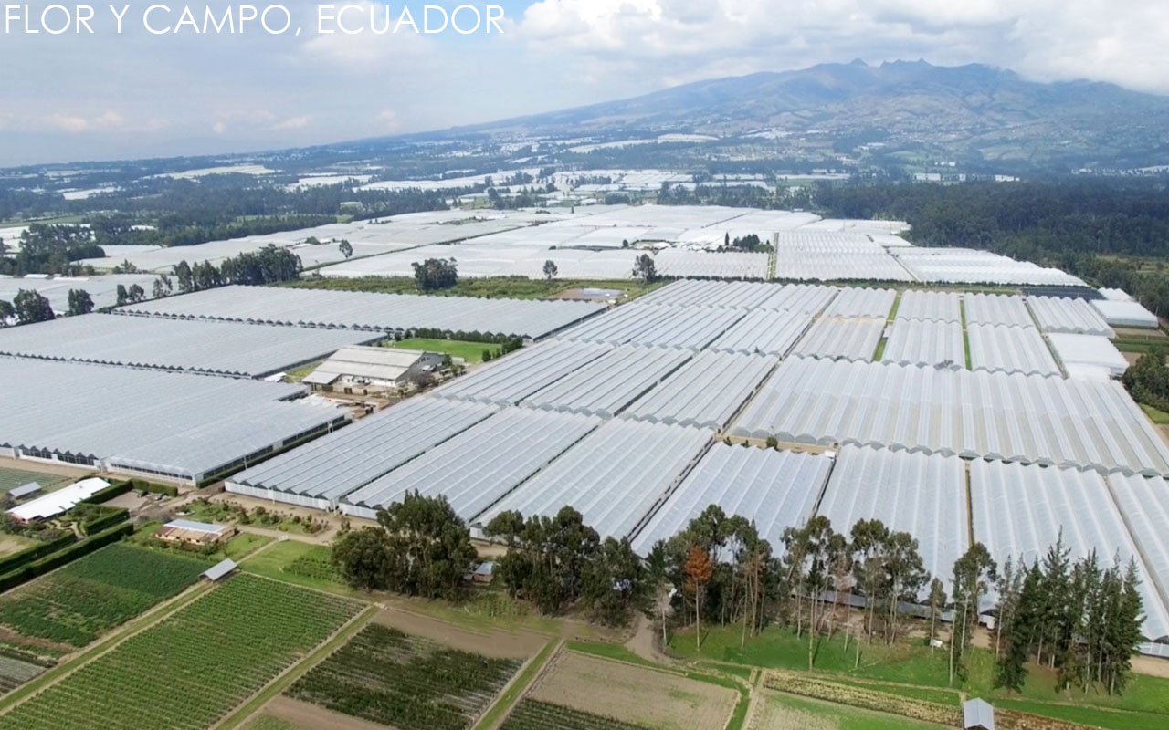 Esmeralda Farms (Эквадор, Колумбия)