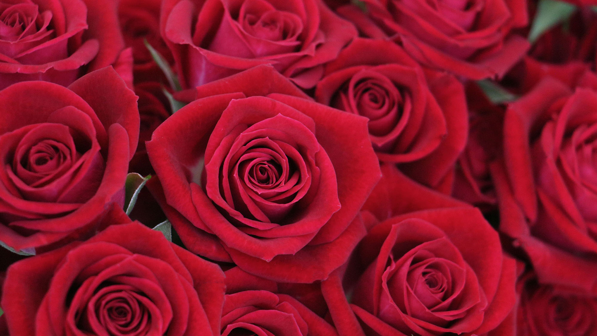 Esmeralda Farms (Эквадор, Колумбия)