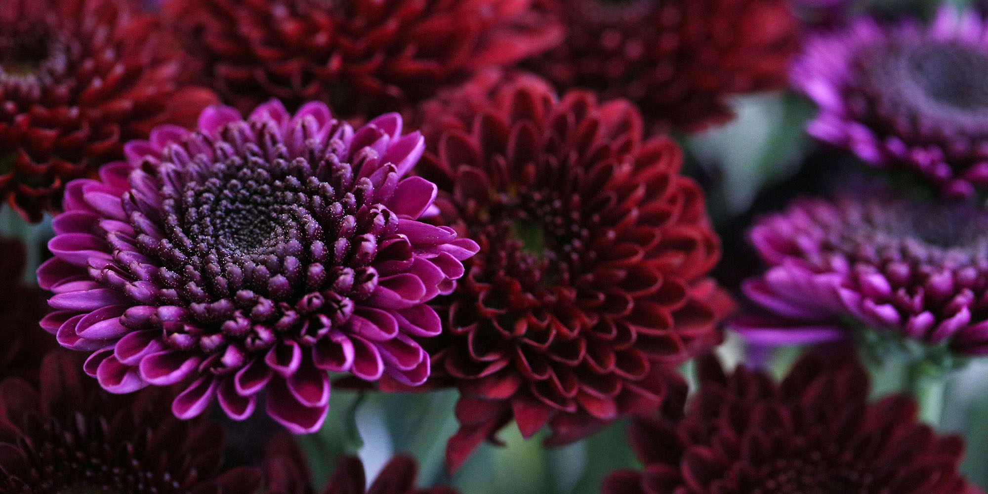 Esmeralda Farms (Эквадор, Колумбия)