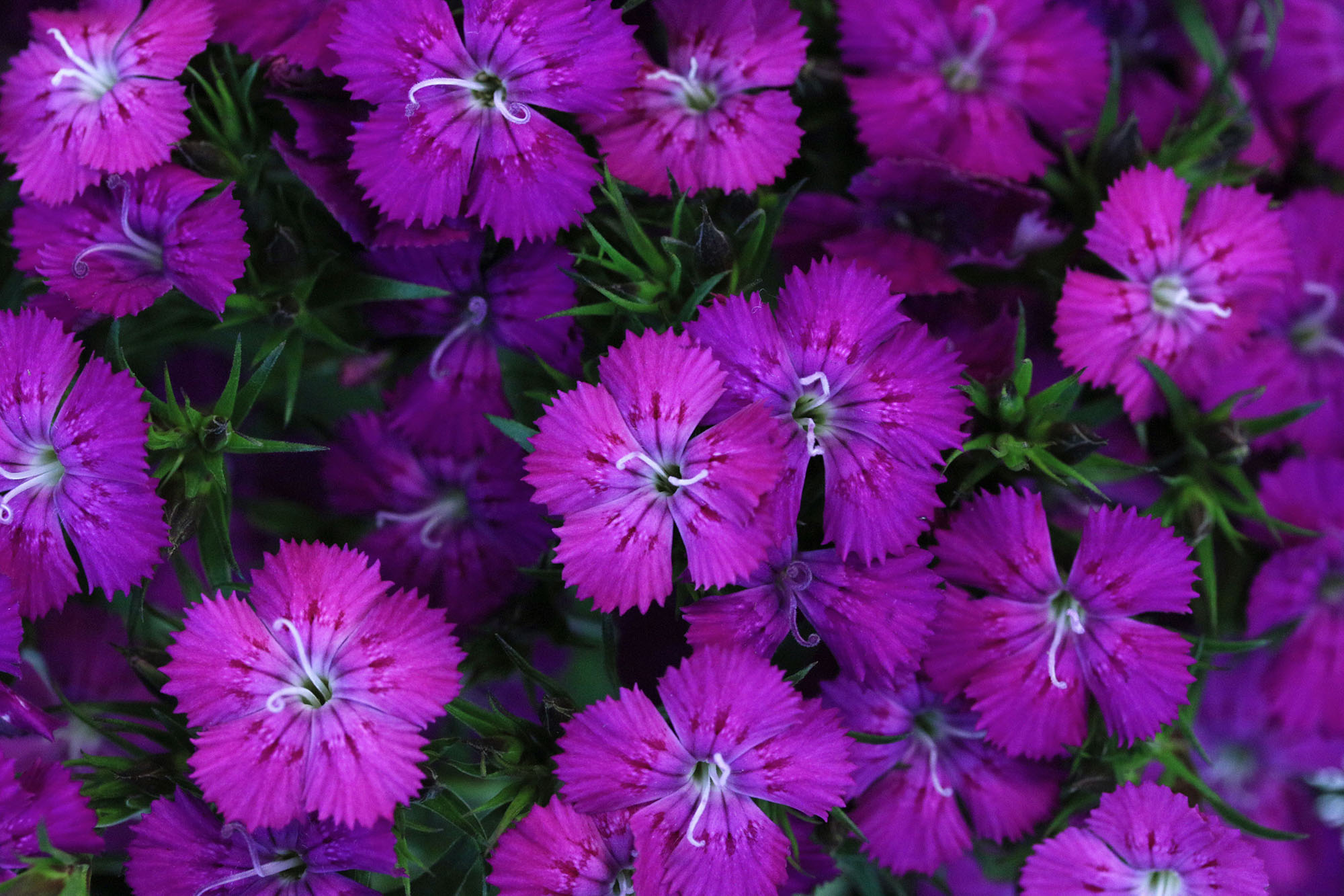 Esmeralda Farms (Эквадор, Колумбия)