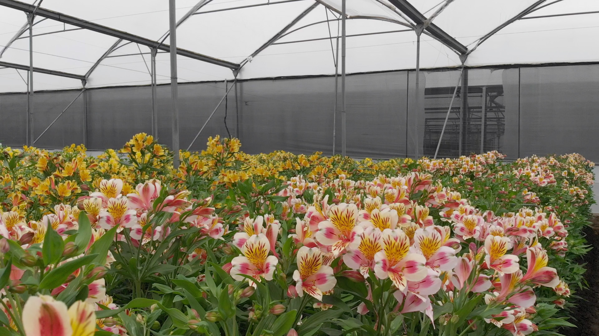 Esmeralda Farms (Эквадор, Колумбия)