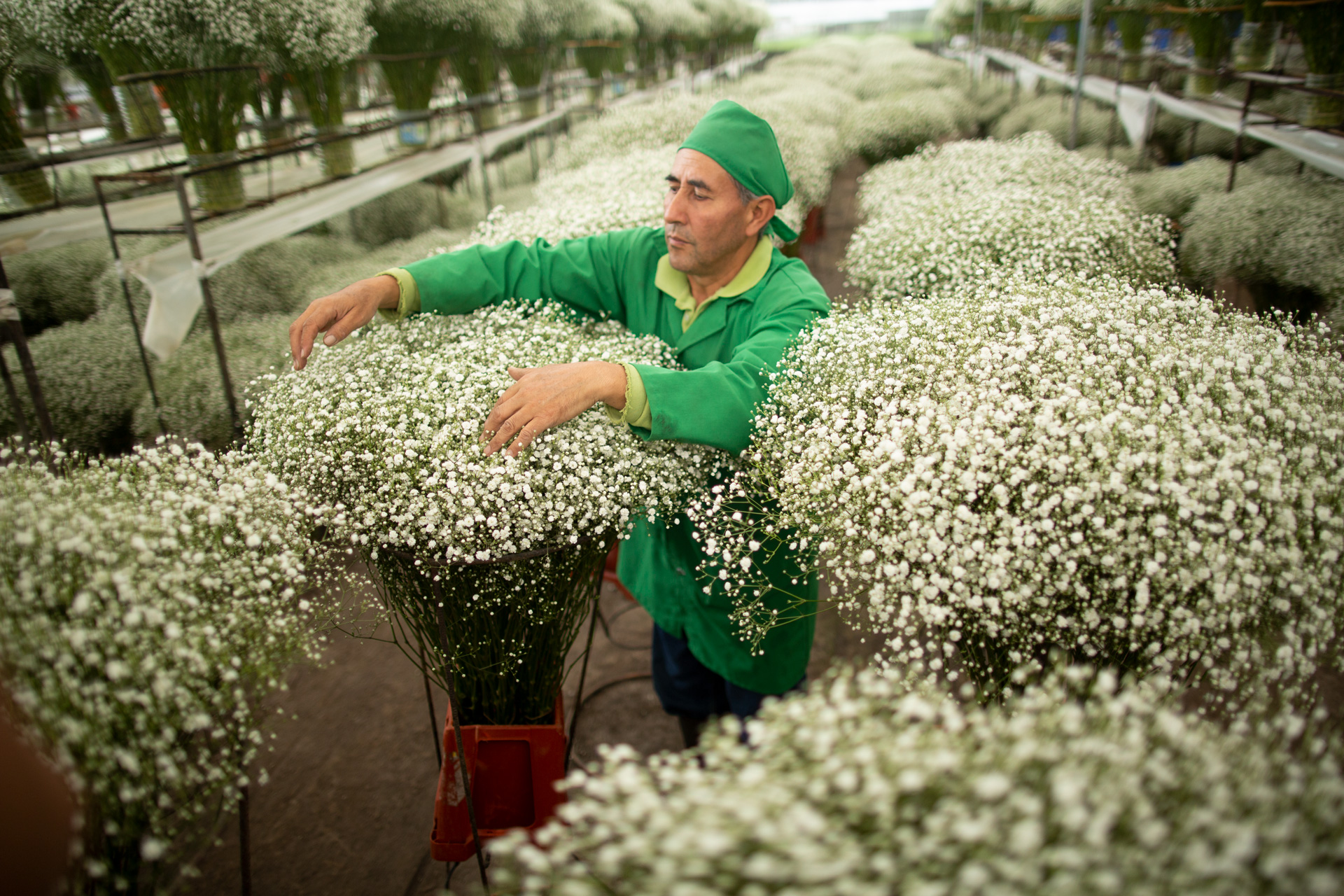 Esmeralda Farms (Эквадор, Колумбия)