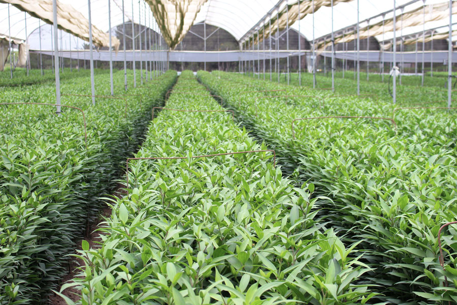 Esmeralda Farms (Эквадор, Колумбия)