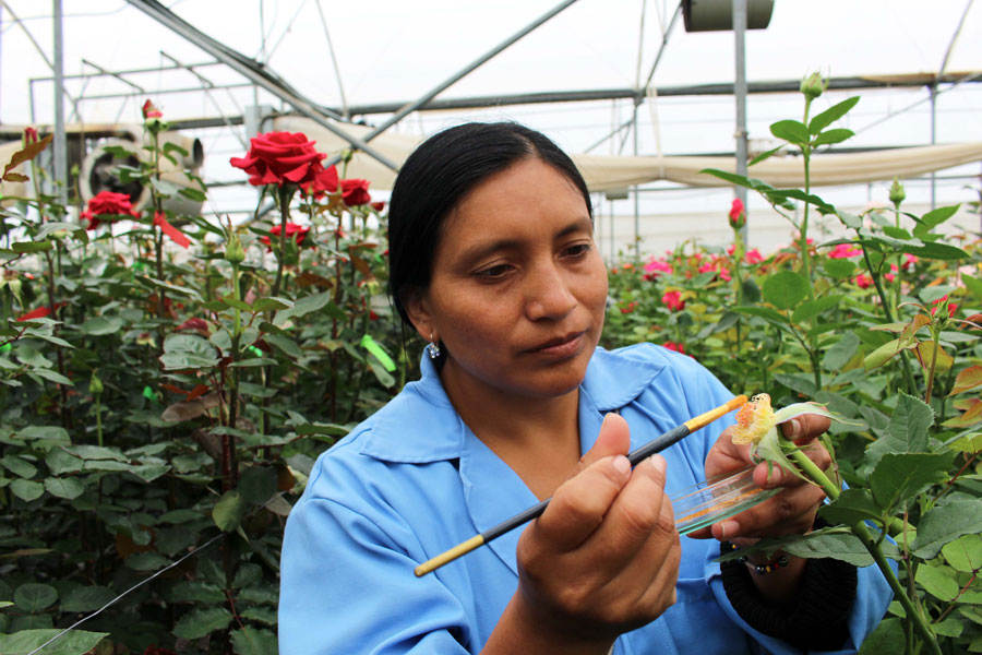 Esmeralda Farms (Эквадор, Колумбия)