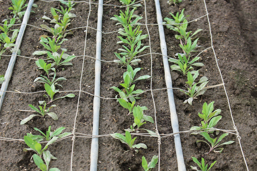 Esmeralda Farms (Эквадор, Колумбия)