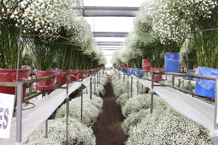 Esmeralda Farms (Эквадор, Колумбия)