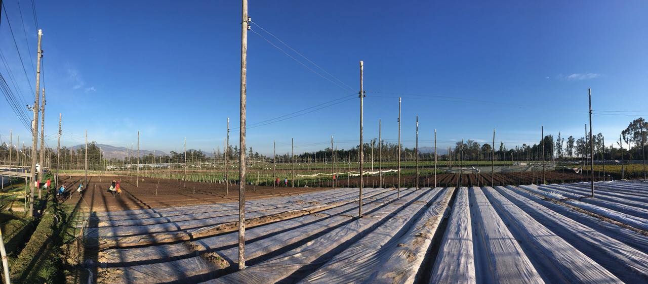 Ферма Eternal Flower (Эквадор)