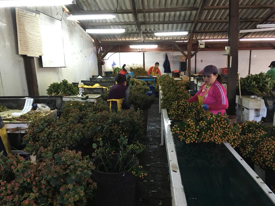 Ферма Eternal Flower (Эквадор)