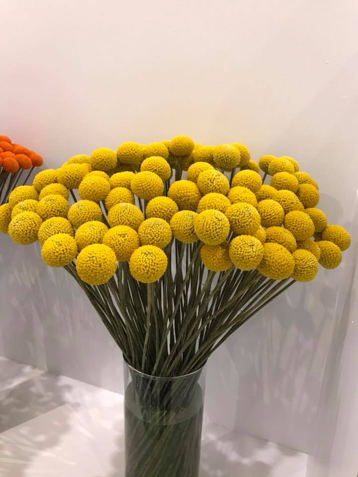 Ферма Eternal Flower (Эквадор)