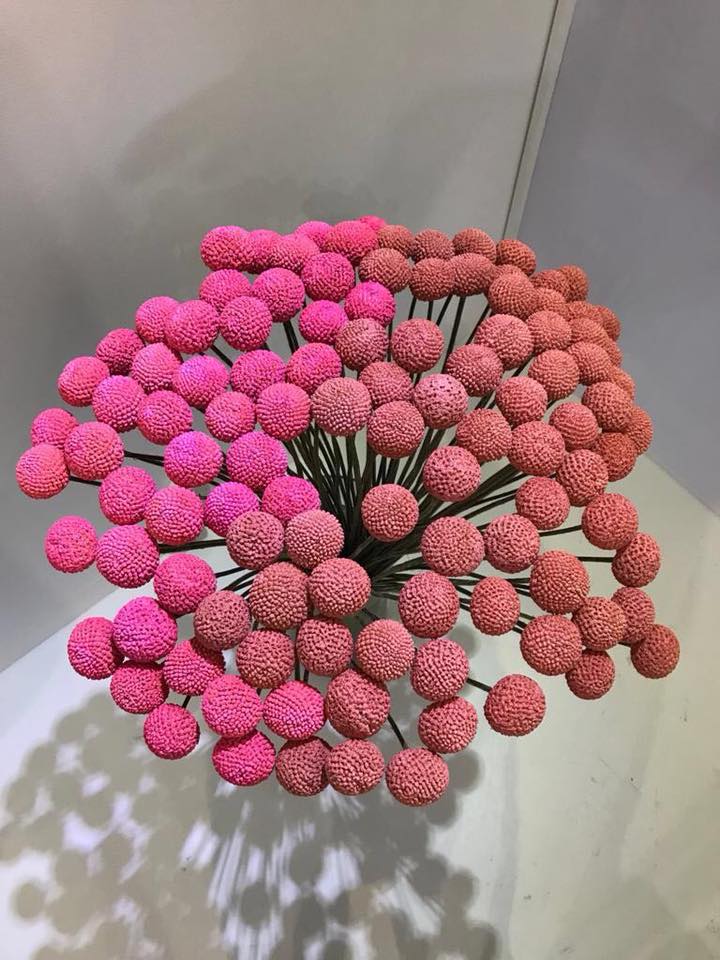 Ферма Eternal Flower (Эквадор)