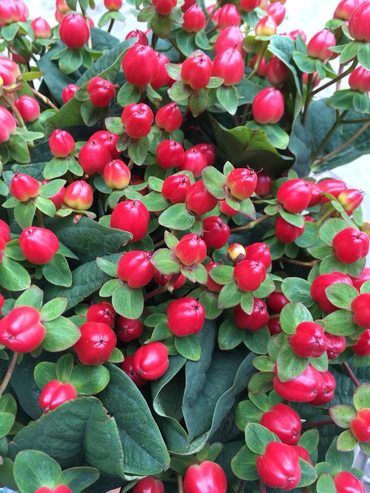 Ферма Eternal Flower (Эквадор)