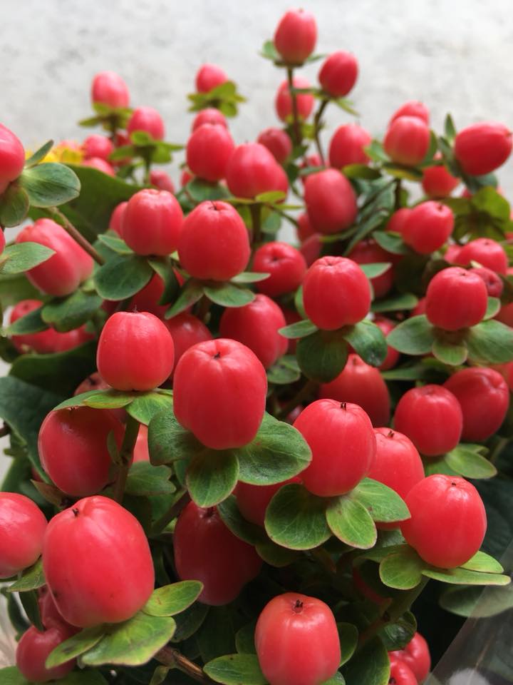 Ферма Eternal Flower (Эквадор)