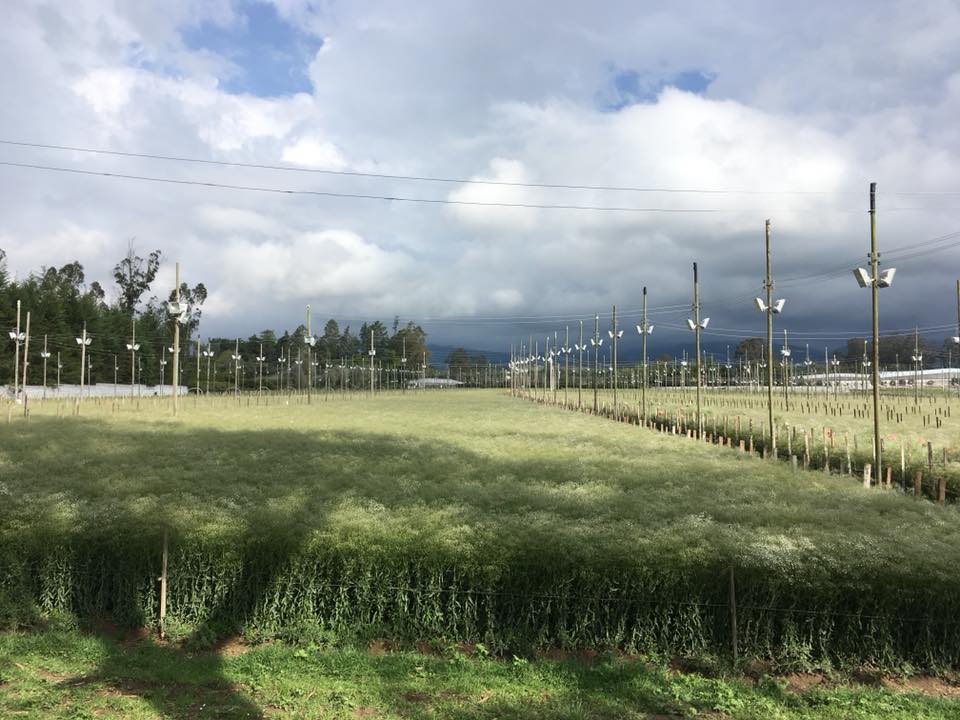 Ферма Eternal Flower (Эквадор)