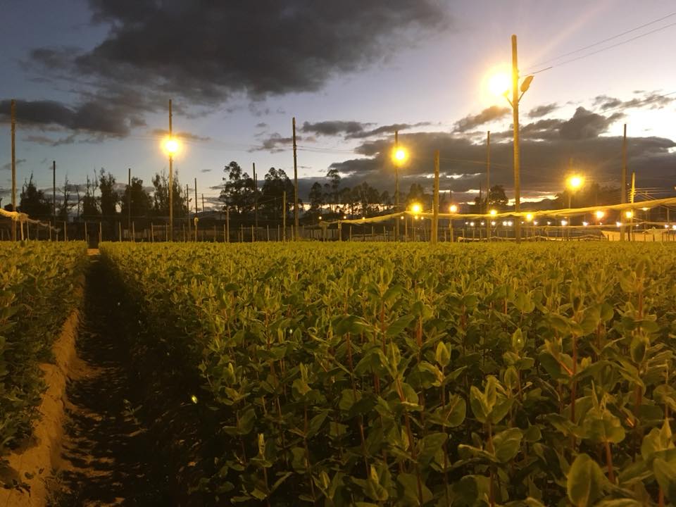 Ферма Eternal Flower (Эквадор)