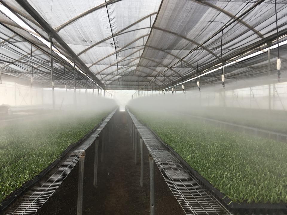 Ферма Eternal Flower (Эквадор)