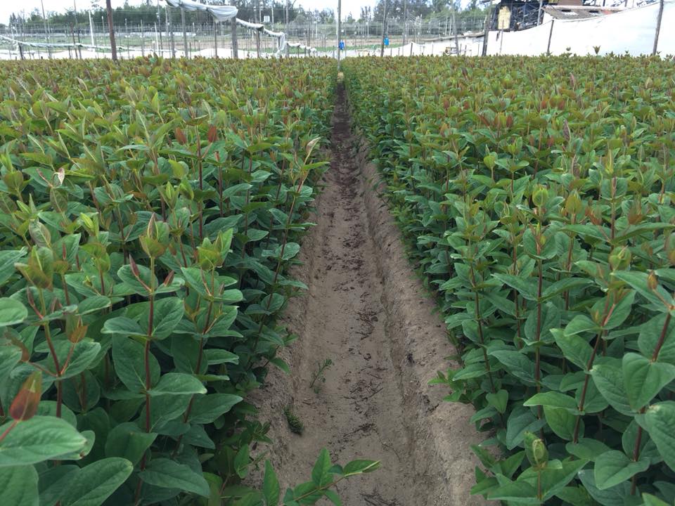 Ферма Eternal Flower (Эквадор)