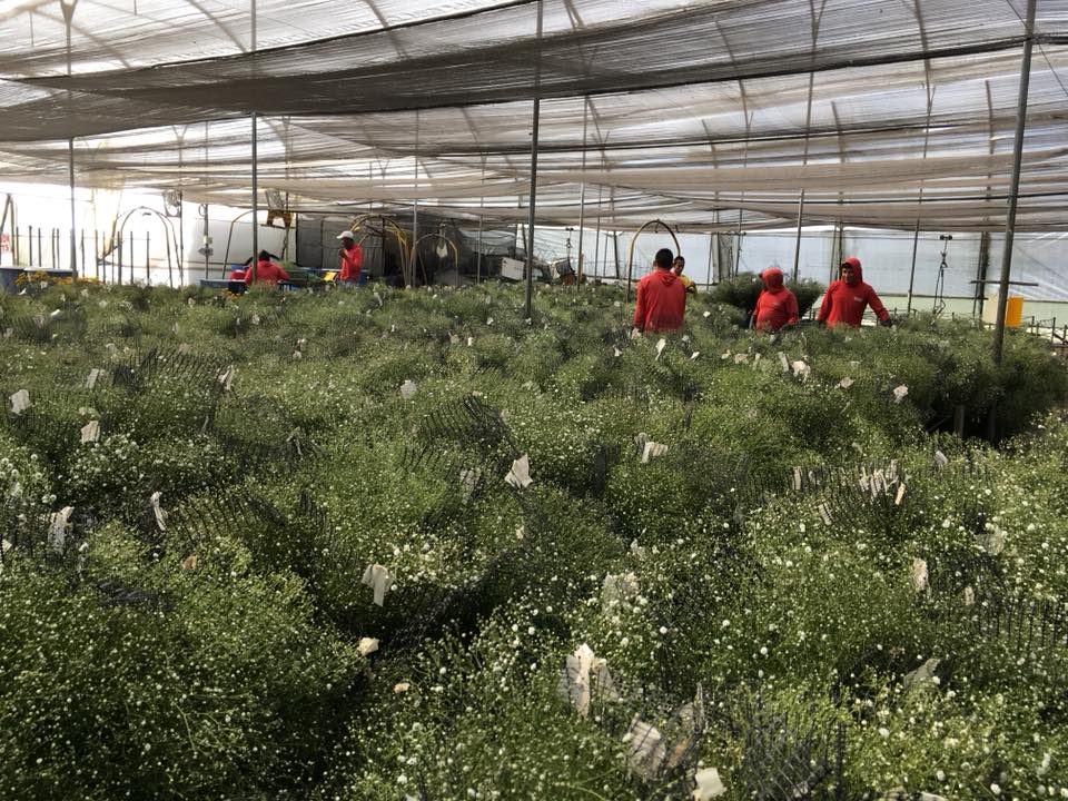 Ферма Eternal Flower (Эквадор)