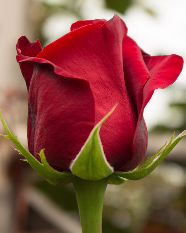 Ферма Everbloom Roses (Эквадор)