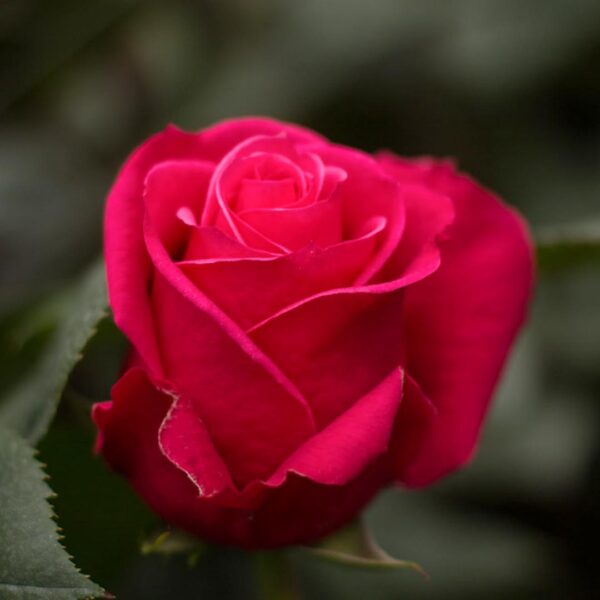 Ферма Everbloom Roses (Эквадор)