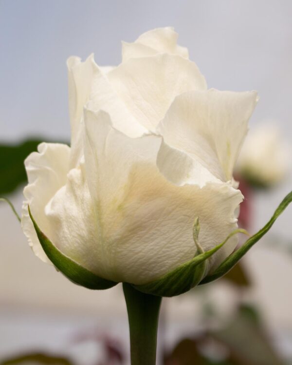 Ферма Everbloom Roses (Эквадор)