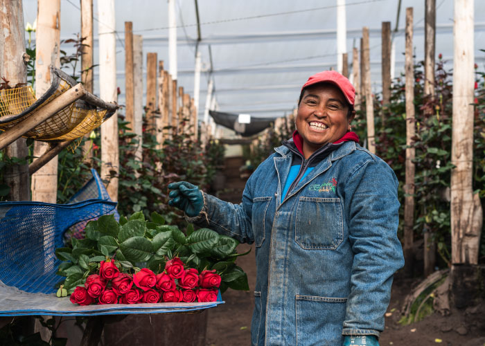 Ферма Everbloom Roses (Эквадор)