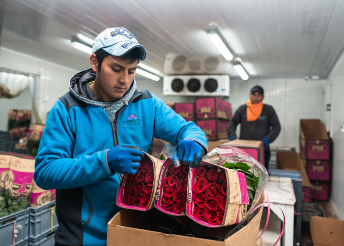 Ферма Everbloom Roses (Эквадор)