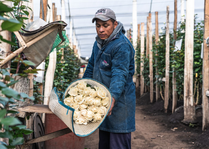 Ферма Everbloom Roses (Эквадор)