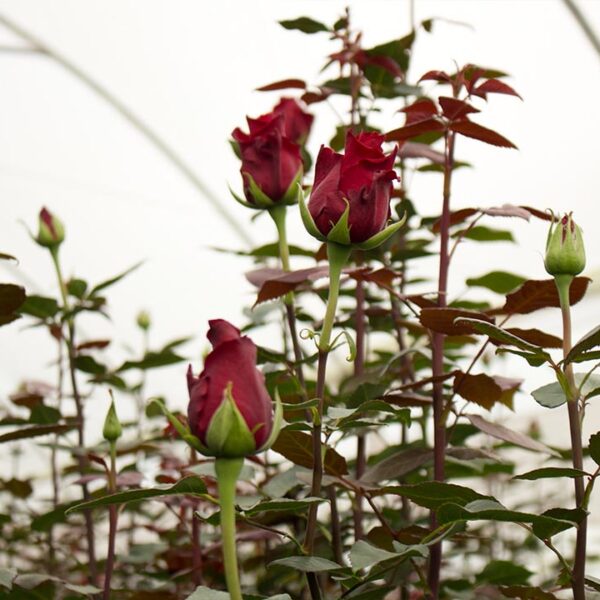 Ферма Everbloom Roses (Эквадор)