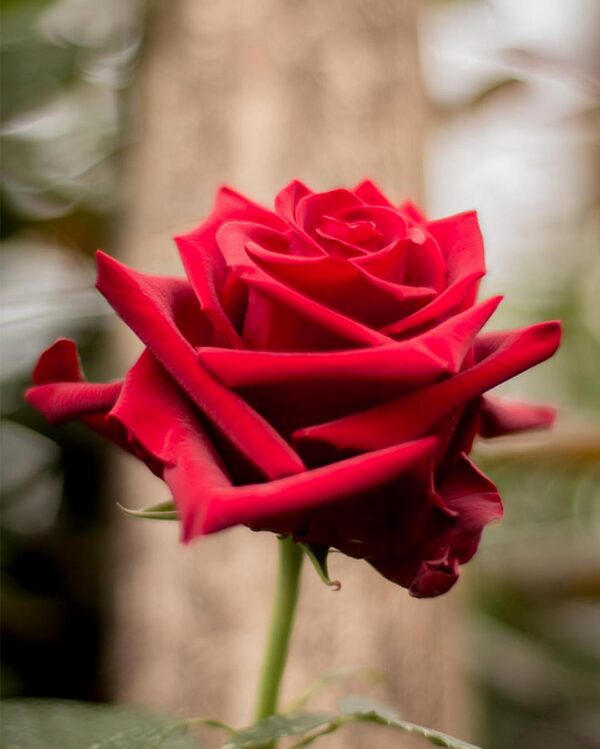 Ферма Everbloom Roses (Эквадор)