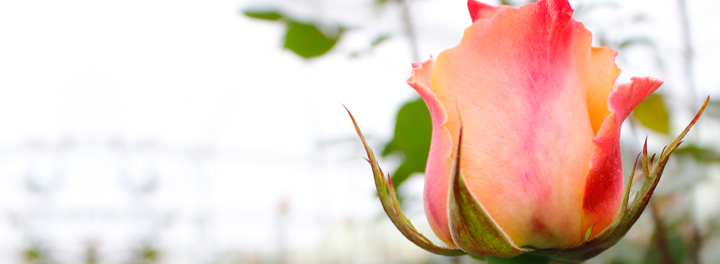 Florana (Эквадор)